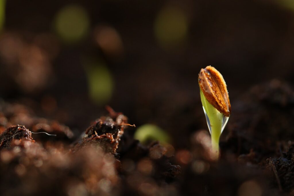 seed, germinate, spring-3944361.jpg